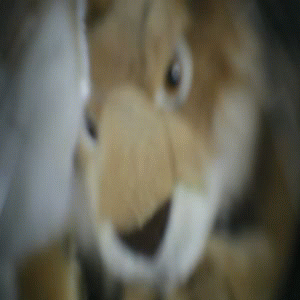 GoThro: 再帰透過光学系を用いた視点が飛び出るカメラ